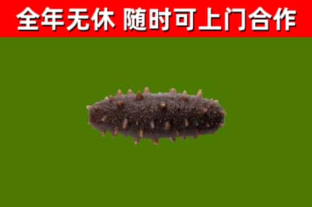 楚雄烟酒回收干海参.jpg
